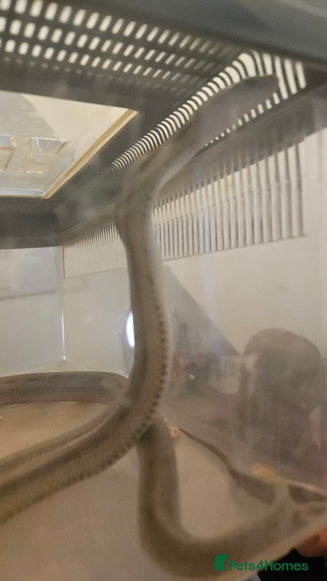 Corn Snake reptiles for sale: Corn snake for sale  - Image 2