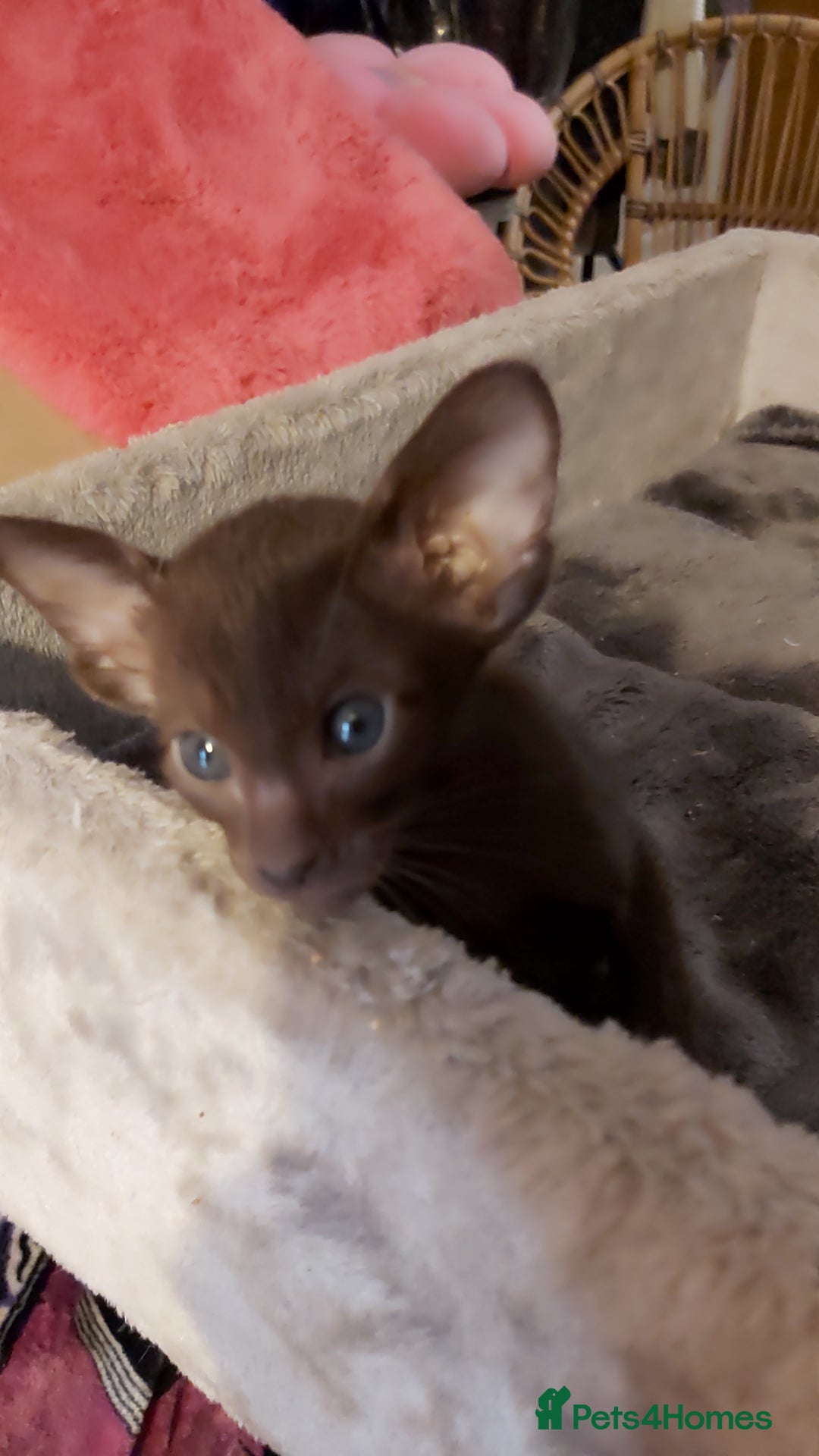 Oriental cats for sale: Full Pedigree Oriental 3 Kittens XL size ears GCCF - Image 7