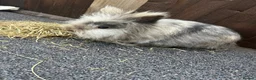 Mixed Breed rabbits for sale: Baby bunnies  - Advert 4