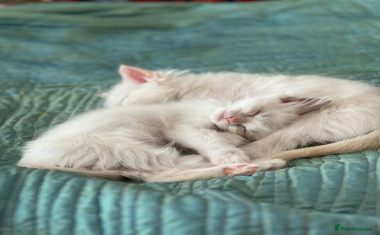 Ragdoll cats - Advert 5