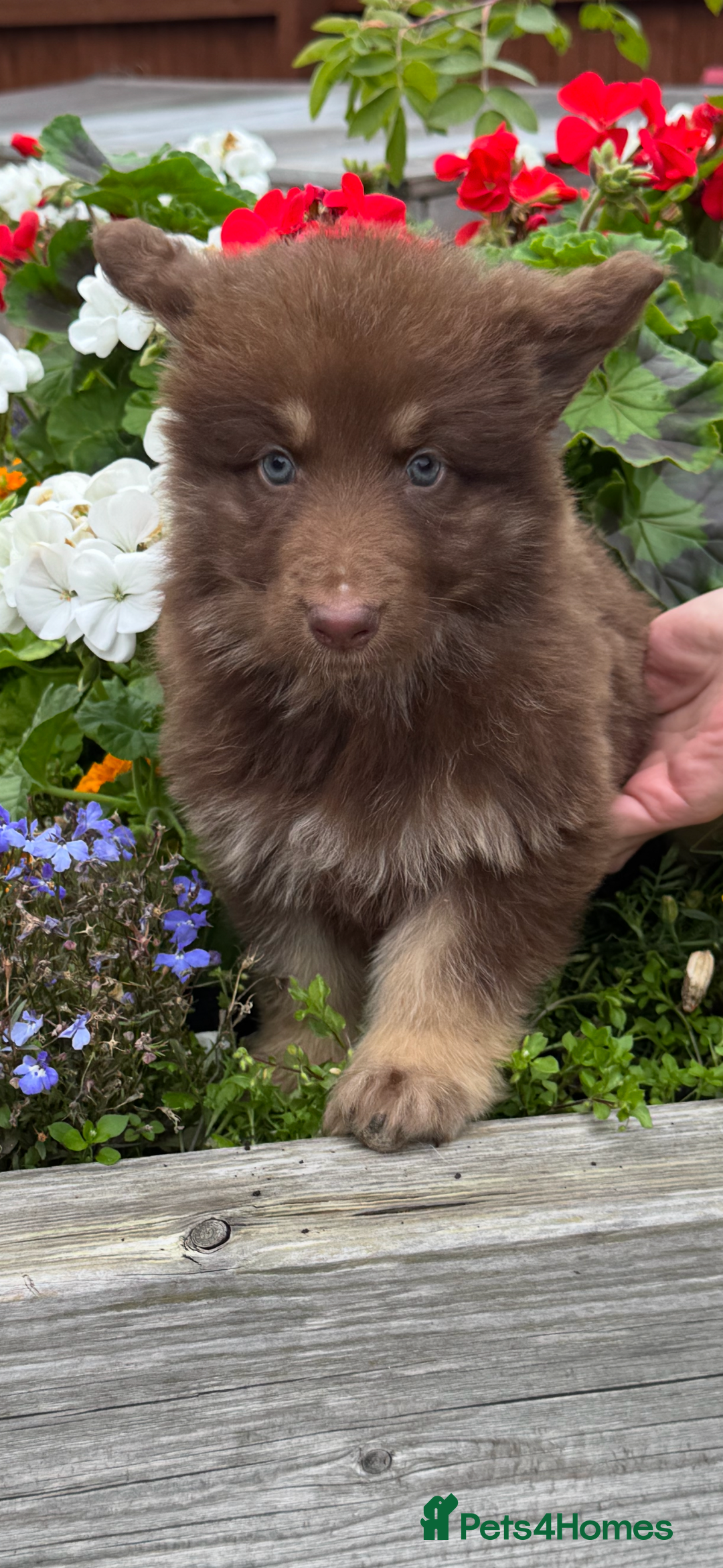 German Shepherd dogs for sale: Beautiful mixed coloured heath tested German sheps - Image 7