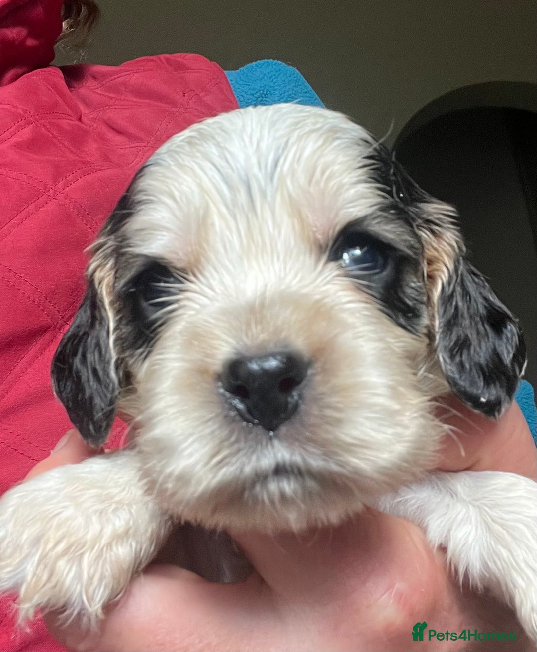 Cocker Spaniel dogs for sale: KC health tested hip scored Sable Roan Show Cocker - Image 13
