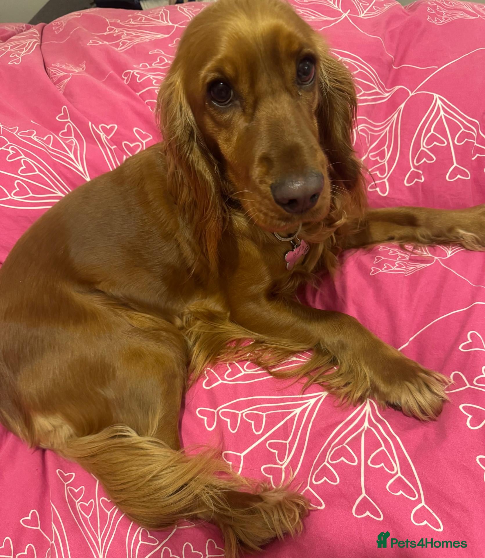 Cocker Spaniel dogs Bella’s Cocker Spaniel Puppies – 4 Boys, 1 Girl - Advert 7