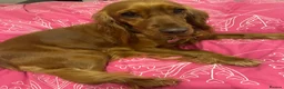 Cocker Spaniel dogs for sale: Bella’s Cocker Spaniel Puppies – 4 Boys, 1 Girl in Bedford - Advert 1