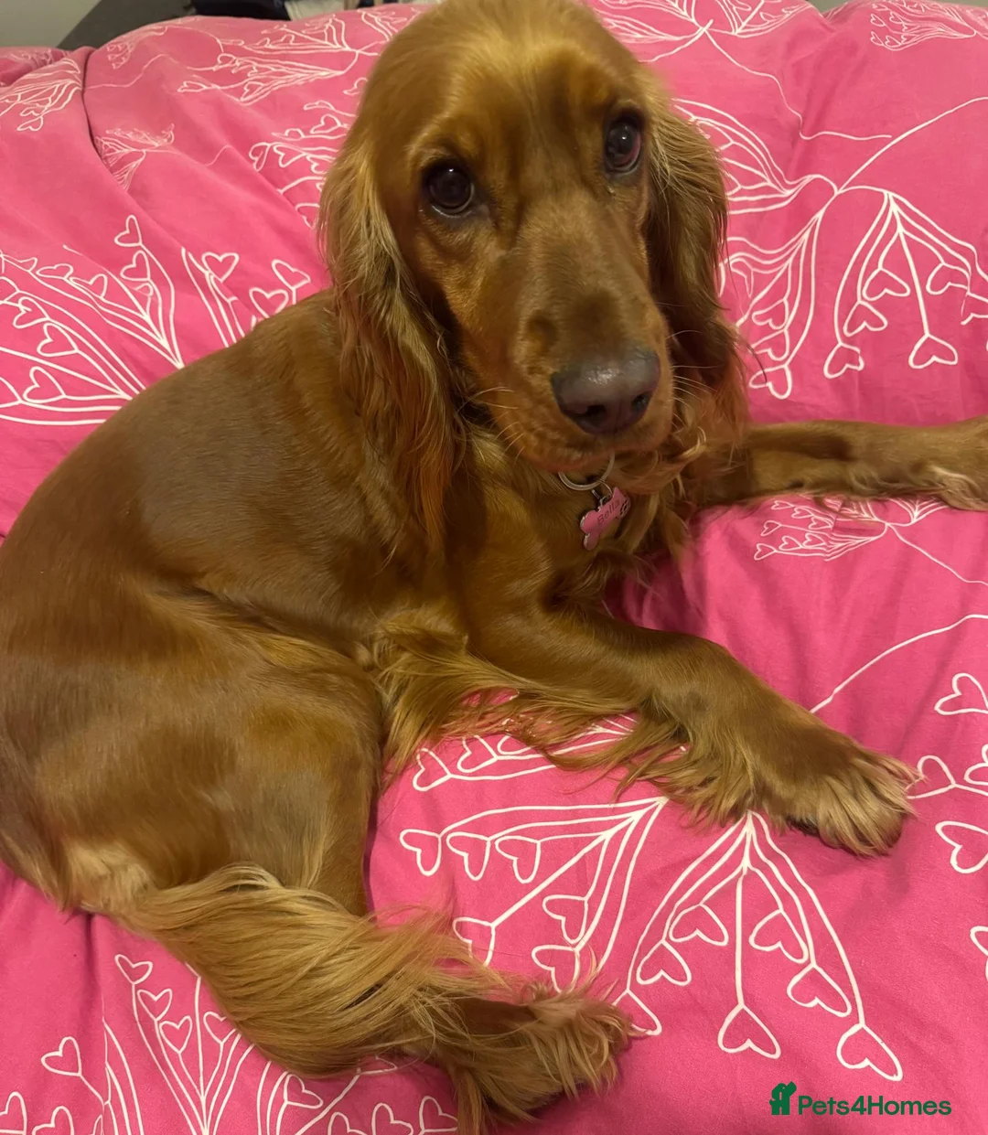 Cocker Spaniel dogs for sale: Bella’s Cocker Spaniel Puppies – 4 Boys, 1 Girl in Bedford - Advert 1