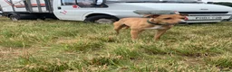 Lurcher dogs for sale: 6 beautiful collie whippet grey x bull greys  - Advert 8