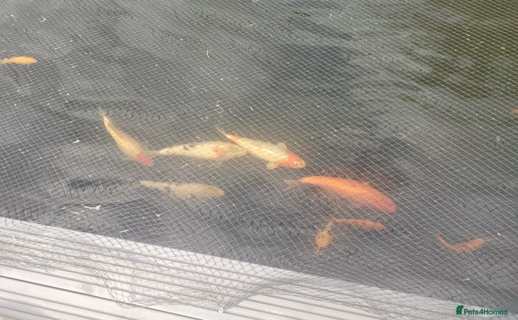 Koi Carp fish - Advert 1