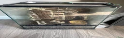 Lizard reptiles for sale: Green keel lizard full set up waterfal - Advert 5
