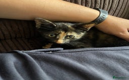 Mixed Breed cats for sale: Mittens (Free) - Image 3