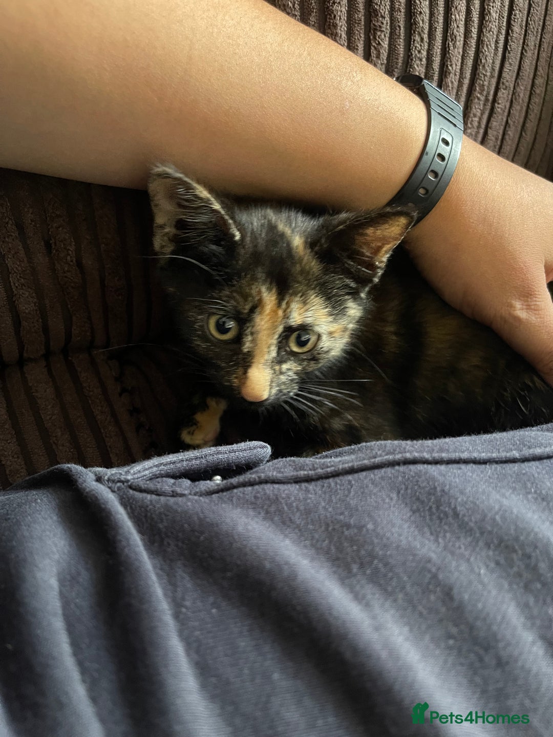 Mixed Breed cats for sale: Mittens (Free) - Image 3