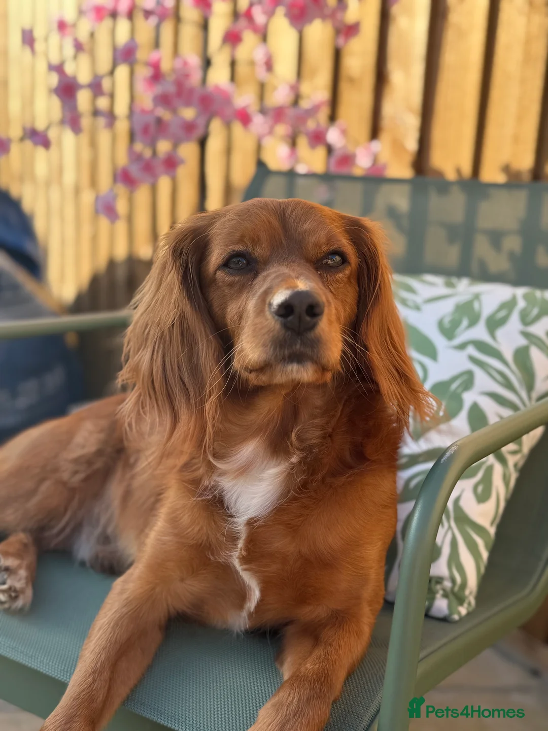Mixed Breed dogs for sale: 4 year old cocker/cavapoo needing to be rehomed - Advert 1