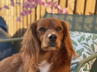 Mixed Breed dogs 4 year old cocker/cavapoo needing to be rehomed - Advert 2