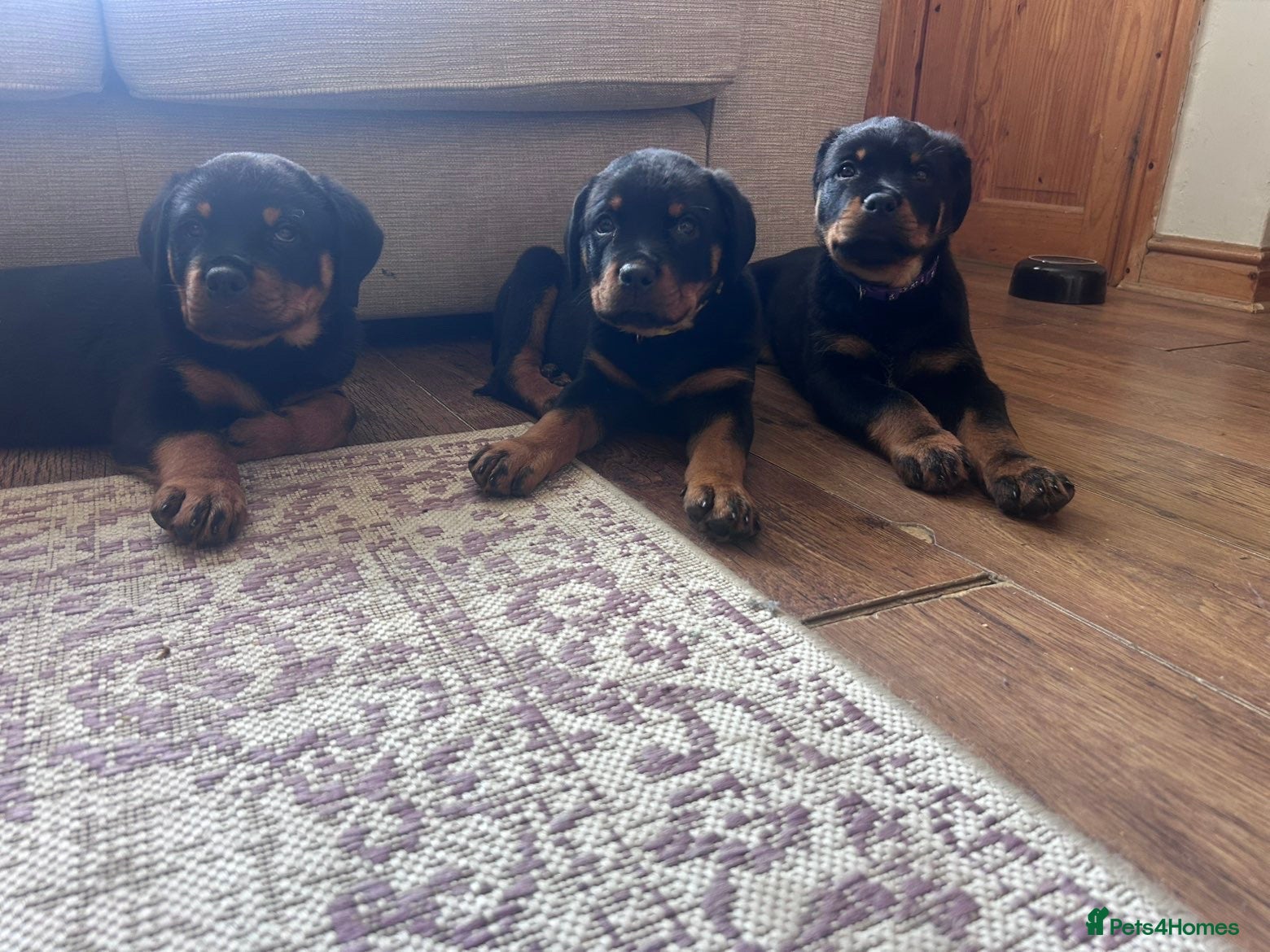 Rottweiler dogs Gorgeous Rottweiler puppies - Advert 11