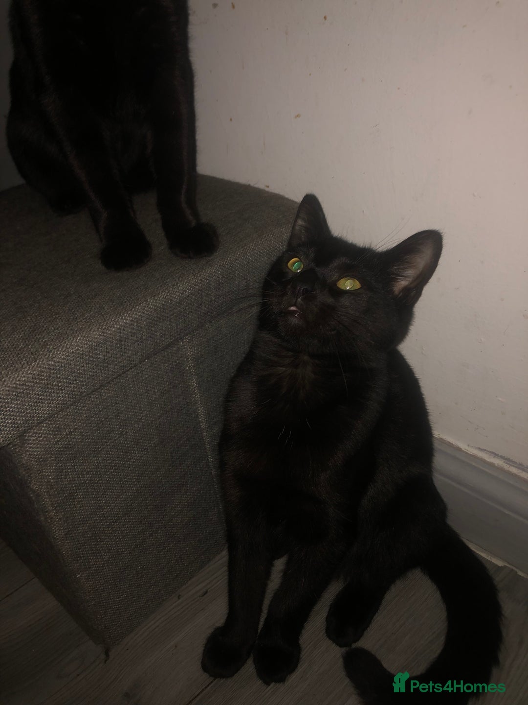 Domestic Shorthair cats for sale: 4 kittens 🐈‍⬛  - Advert 7