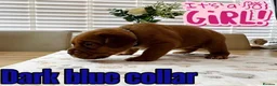 Dogue De Bordeaux dogs for sale: Beautiful KC Registered Dogue de Bordeaux Puppies - Advert 22