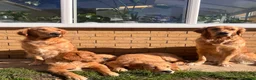 Golden Retriever dogs for sale: KC Golden Retrievers - Health Tested & Home Raised in Trowbridge - Advert 36