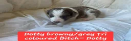 Border Collie dogs for sale: Border collie pups - Advert 28
