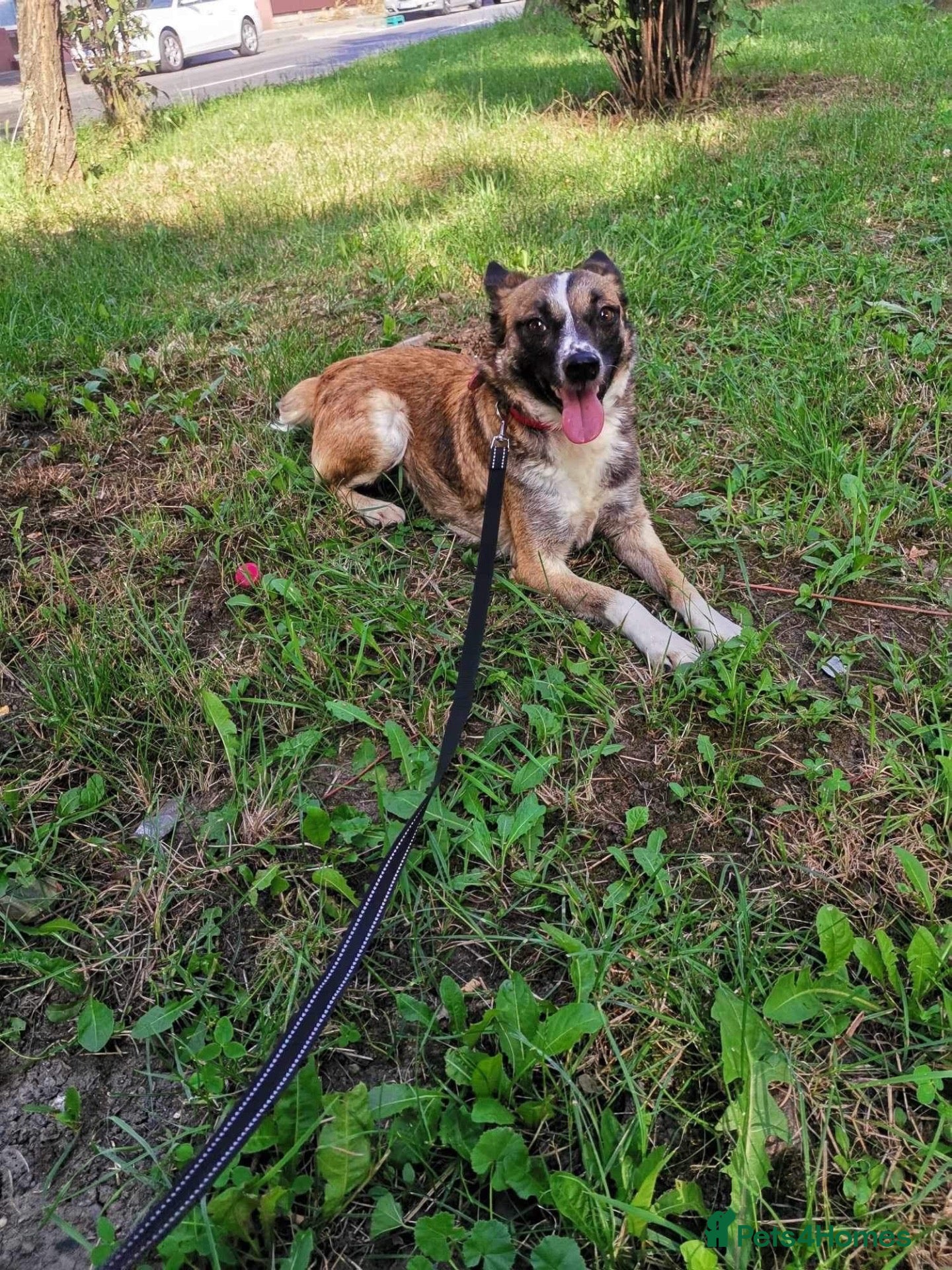 Mixed Breed dogs The best girl Nina❤️ - Advert 1