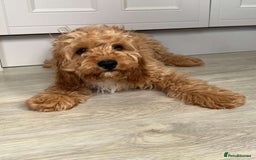 Cavapoo dogs for sale: Cavapoo - Image 3