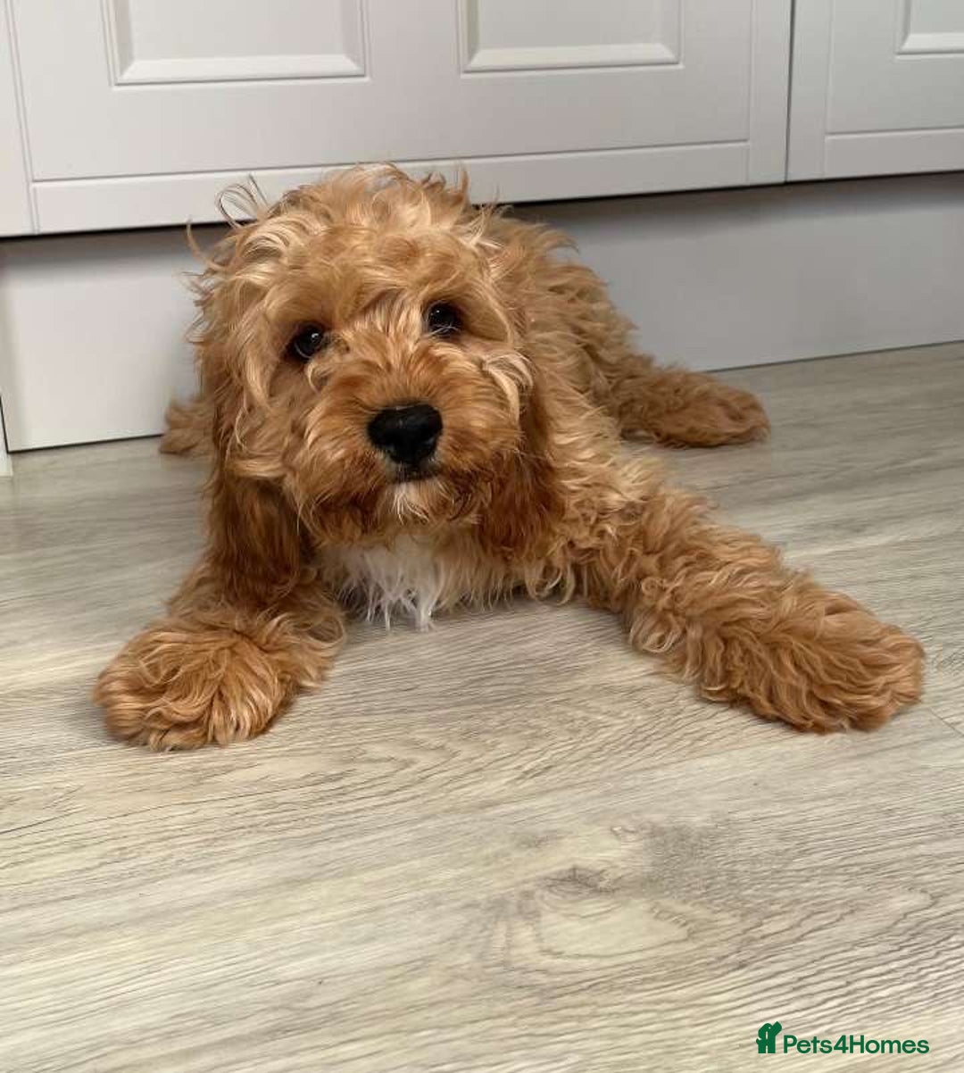 Cavapoo dogs for sale: Cavapoo - Image 3