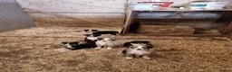Border Collie dogs for sale: Beautiful  border collie pups - Advert 3