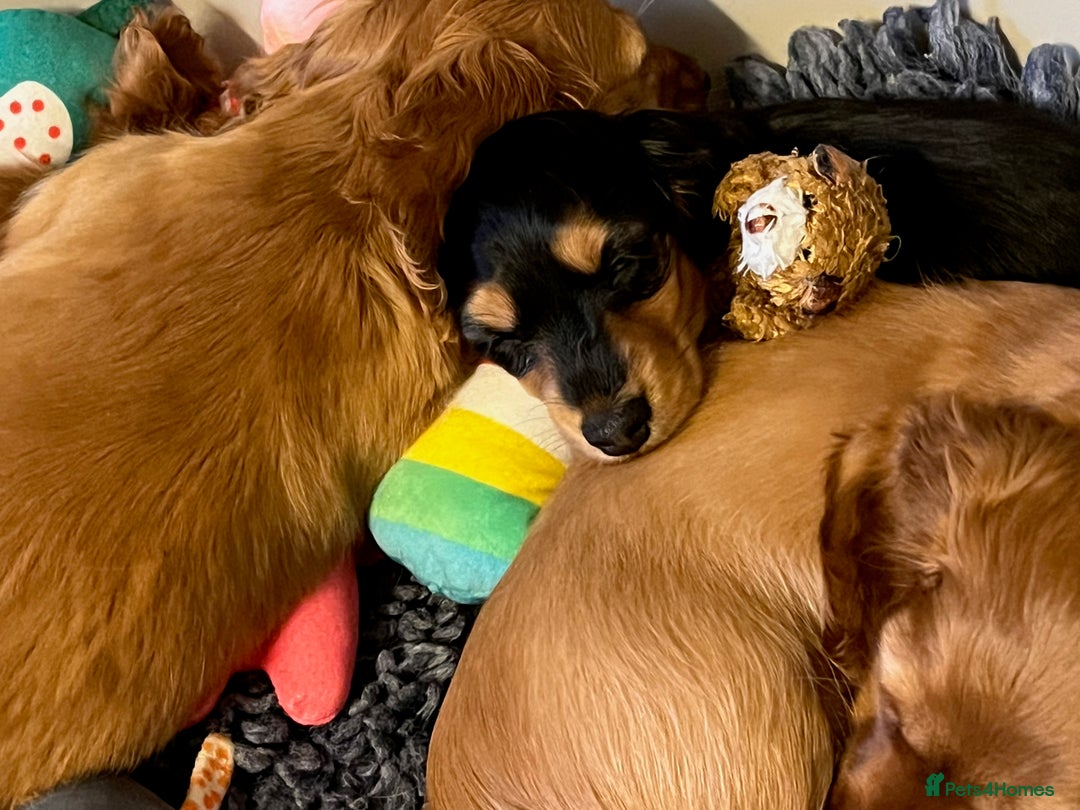 Miniature Dachshund dogs for sale: Gorgeous Miniature Long Haired Dachshund Boys - Advert 3