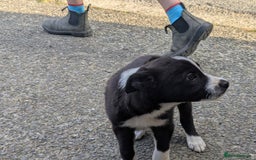 Border Collie dogs for sale: Border Collie Puppies  - Image 9