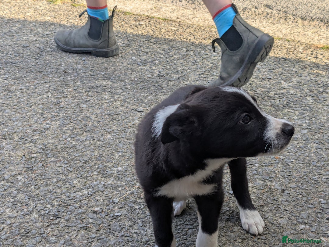 Border Collie dogs for sale: Border Collie Puppies  - Image 9