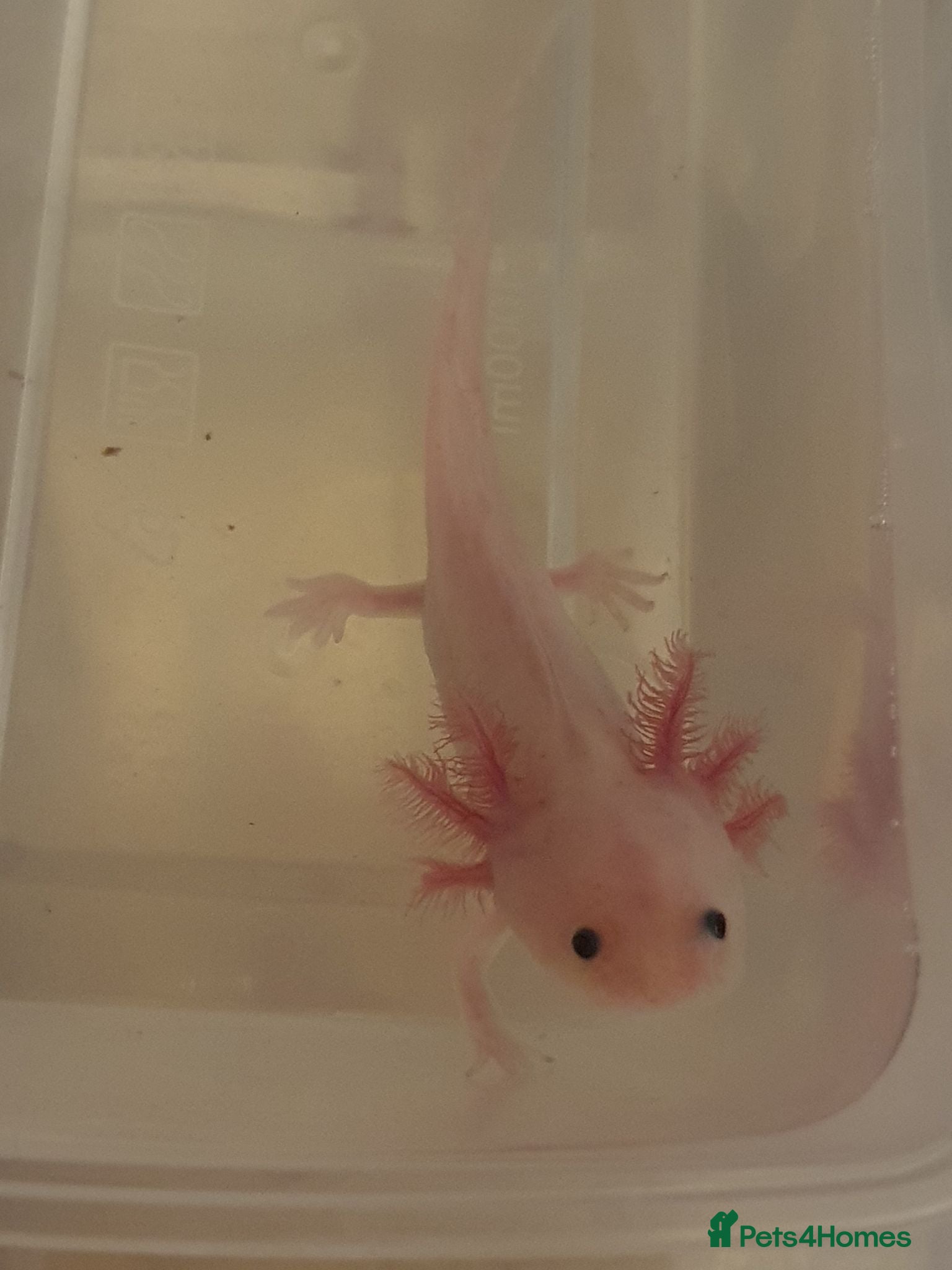 Axolotl reptiles Baby axolotls  - Advert 5