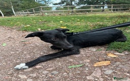 Lurcher dogs for sale: Lurcher dog for sale - Image 5