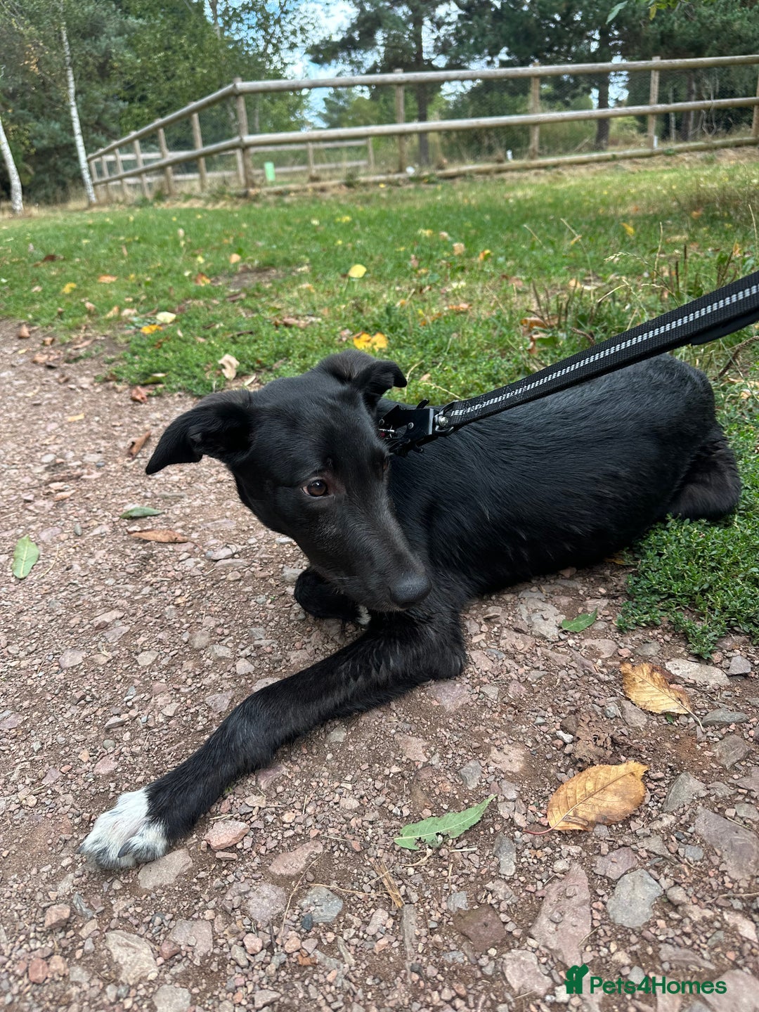 Lurcher dogs for sale: Lurcher dog for sale - Image 5
