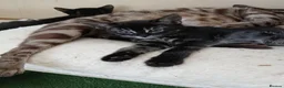 Bengal cats for sale: Bengal cross kittens  - Advert 5