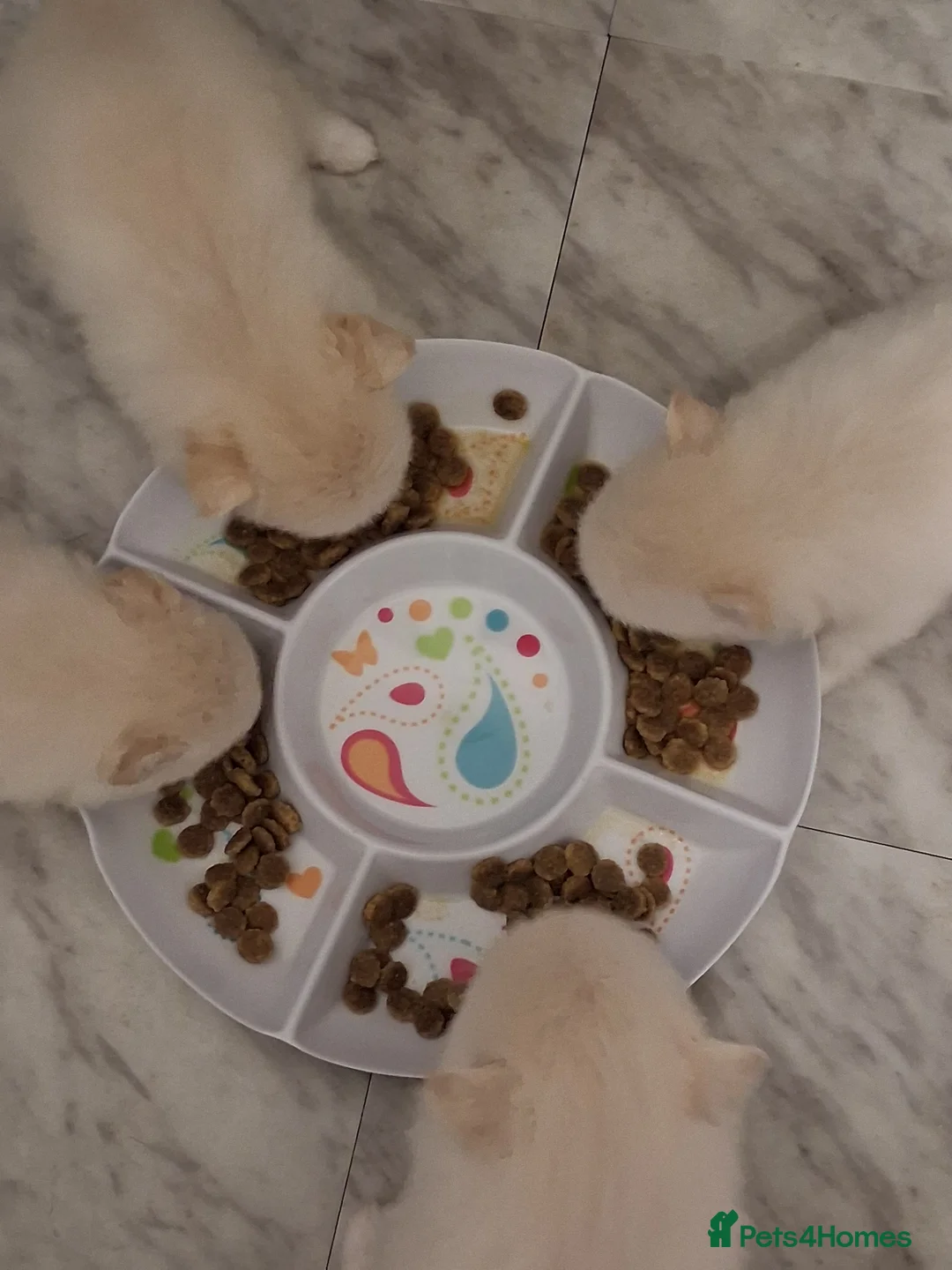 Pomeranian dogs for sale: 💖RARE PURE WHITE POMMERAINIAN💝 - Advert 5