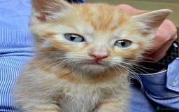 Mixed Breed cats for sale: 5 Adorable Kittens Ready for New Homes 🐾 - Image 5