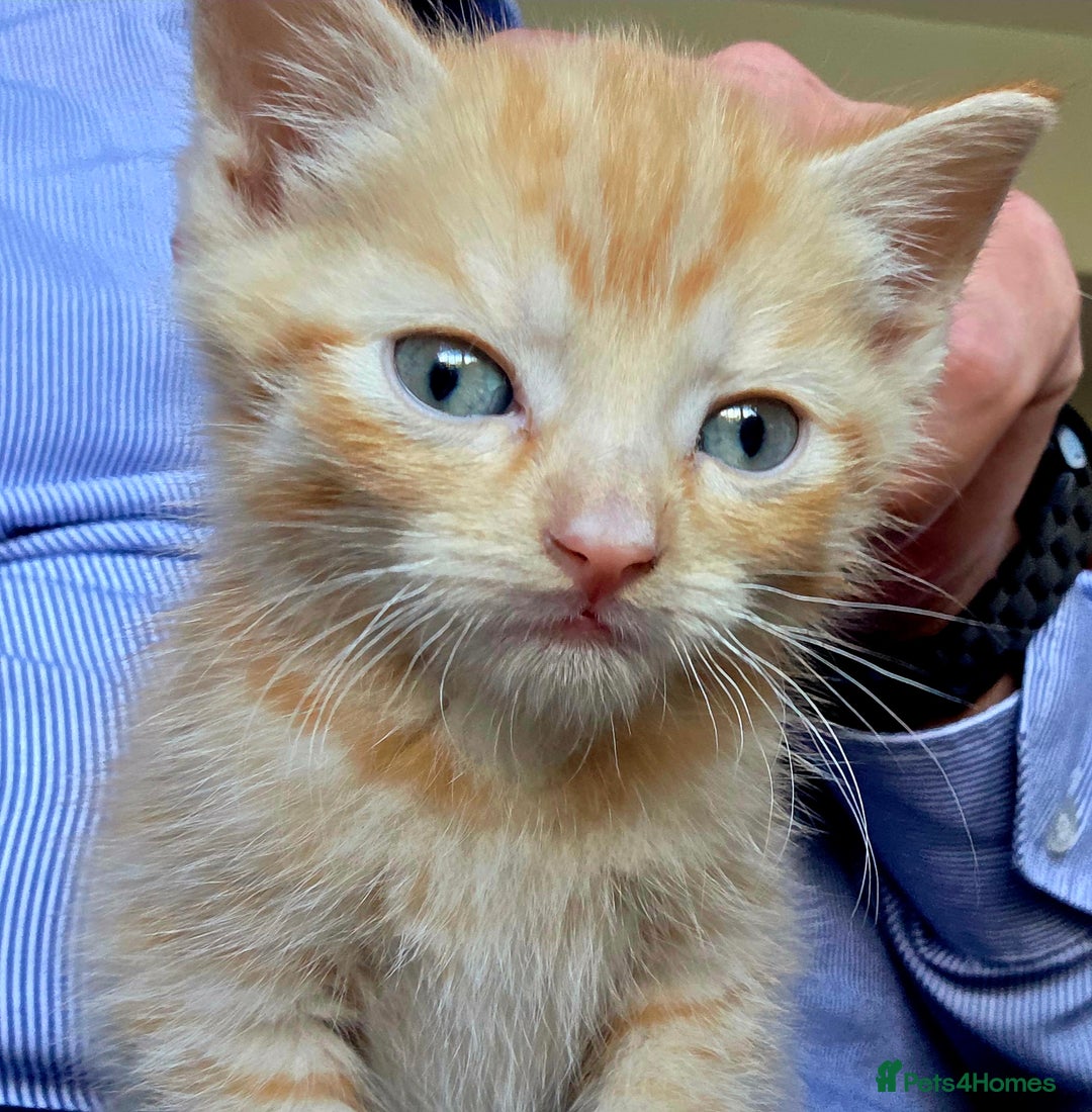 Mixed Breed cats for sale: 5 Adorable Kittens Ready for New Homes 🐾 - Image 5