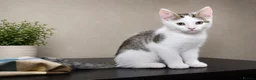 Mixed Breed cats for sale: Beautiful Home-Raised Kittens – Ready at 12 Weeks - Advert 18