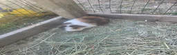 Guinea Pig rodents for sale: Male Guinea pigs - Advert 2
