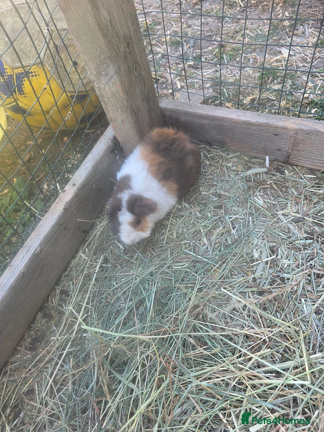 Guinea Pig rodents for sale: Male Guinea pigs - Advert 2