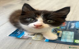 British Shorthair cats for sale: Beautiful British short hair x Maine coone kittens - Image 2