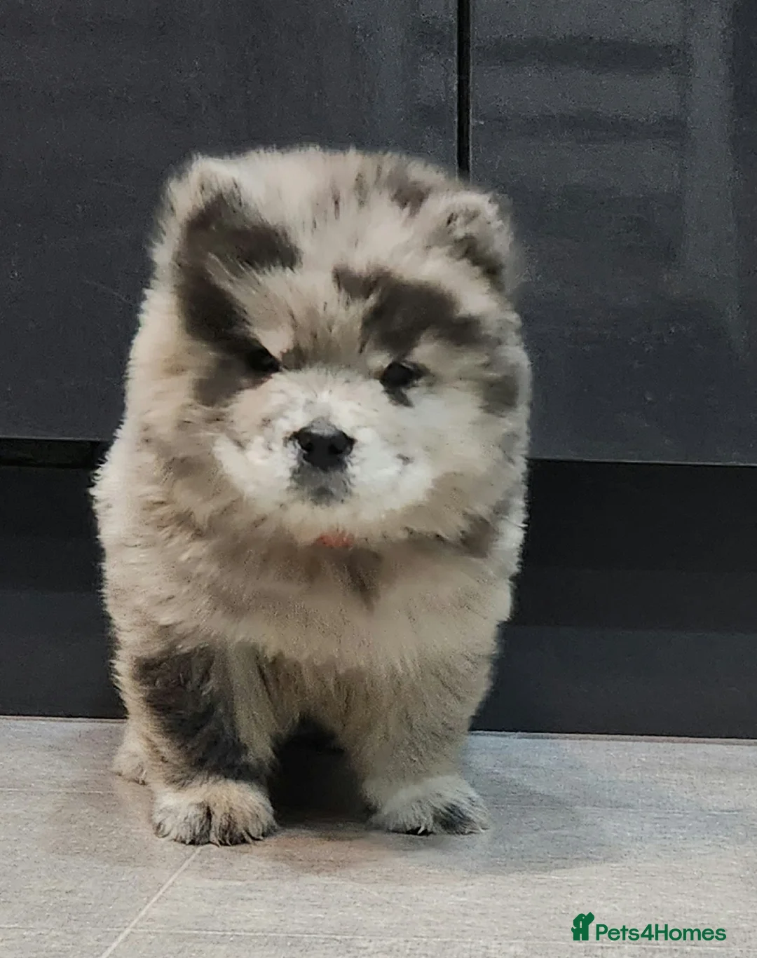 Chow Chow dogs for sale: Chow chow pedigree pups REDUCED!! - Advert 32