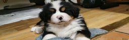 Bernese Mountain Dog dogs for sale: Beautiful pups from fully health tested patents - Advert 5
