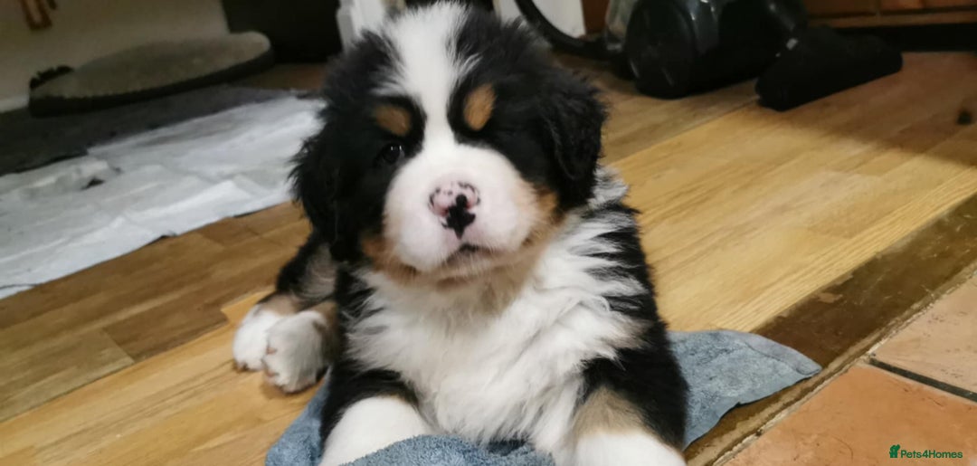 Bernese Mountain Dog dogs for sale: Beautiful pups from fully health tested patents - Advert 5