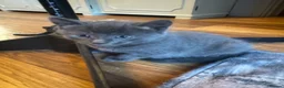 Mixed Breed cats for sale: Russian blue mix kittens  - Advert 33