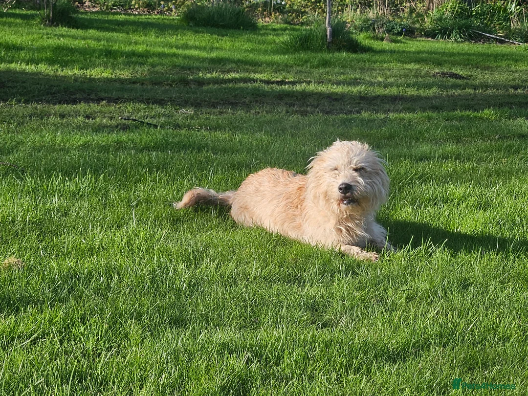 Glen of Imaal Terrier dogs for sale: Amhrasach Rógaire - Advert 2