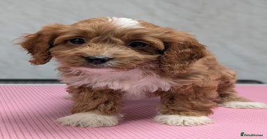 Cockapoo dogs - Advert 15