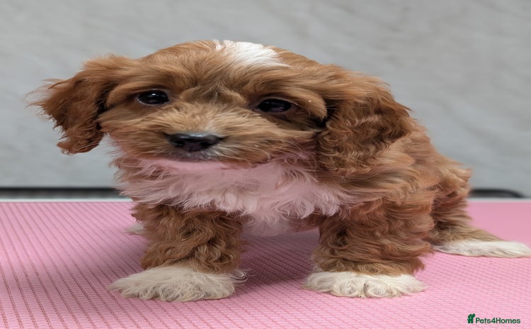 Cockapoo dogs - Advert 1