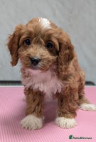 Cockapoo dogs - Advert 15