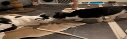 Domestic Shorthair cats for adoption: Rosie and Jim are purr machines - Advert 6
