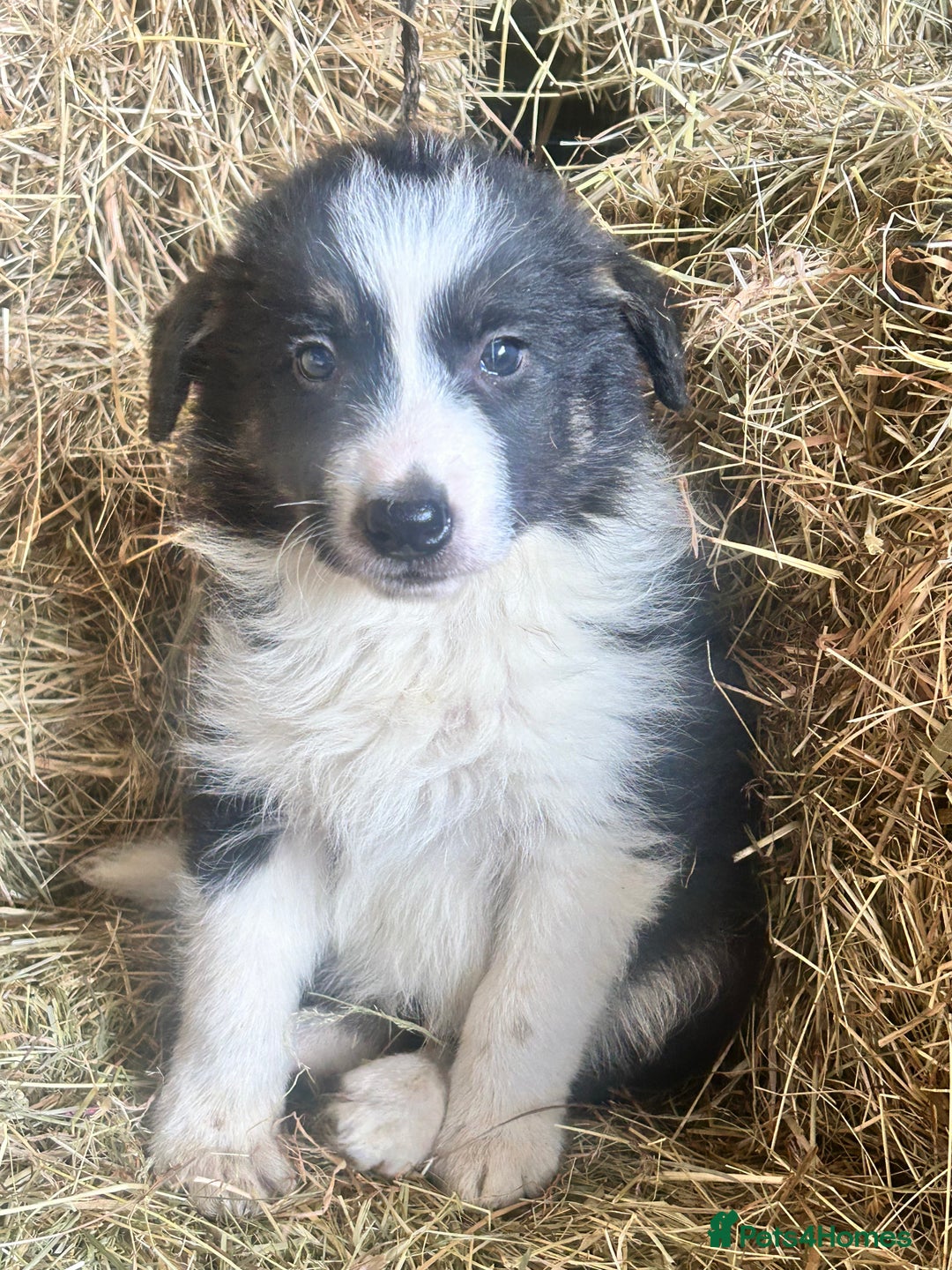 Border Collie dogs for sale: 5 beautiful border collie pups  - Image 3