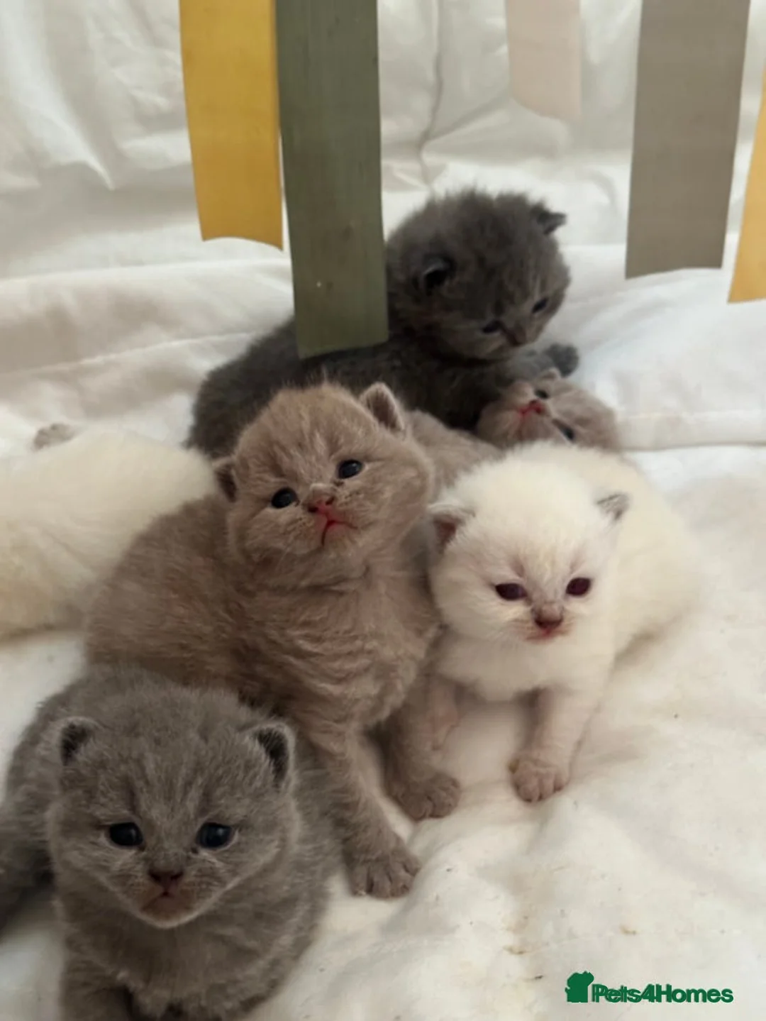 British Shorthair cats for sale: British Shorthair Kittens - Advert 11